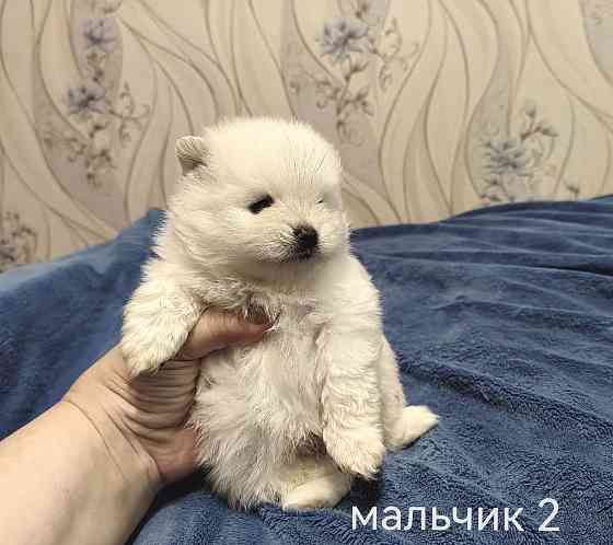 Белоснежные щенки померанского шпица. Донецк