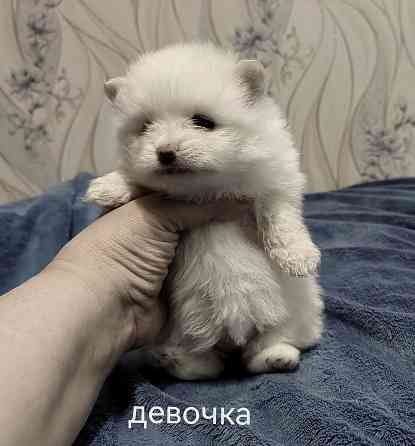 Белоснежные щенки померанского шпица. Донецк