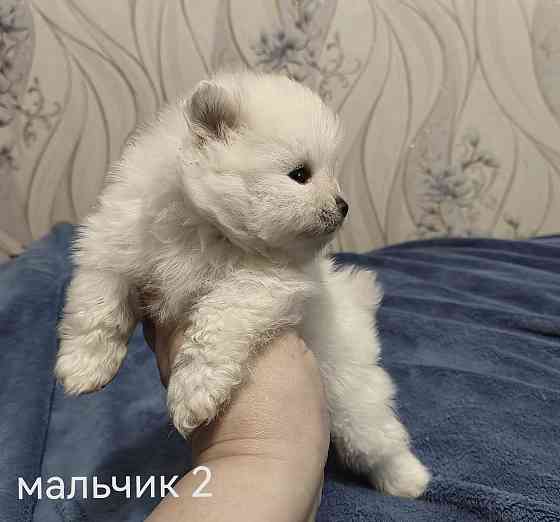 Белоснежные щенки померанского шпица. Донецк