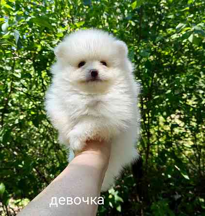 Белоснежные щенки померанского шпица. Донецк