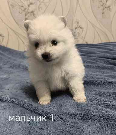 Белоснежные щенки померанского шпица. Донецк