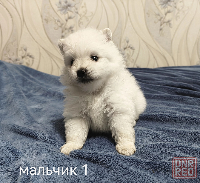 Белоснежные щенки померанского шпица. Донецк - изображение 5