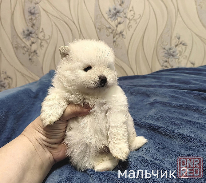 Белоснежные щенки померанского шпица. Донецк - изображение 6