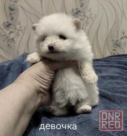 Белоснежные щенки померанского шпица. Донецк - изображение 2