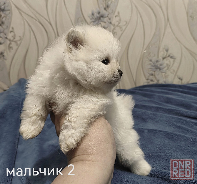 Белоснежные щенки померанского шпица. Донецк - изображение 3