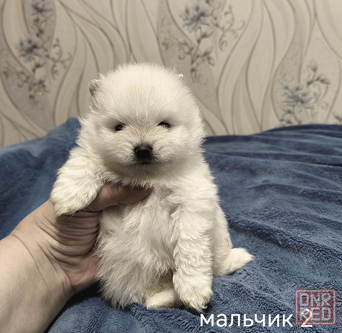 Белоснежные щенки померанского шпица. Донецк - изображение 7