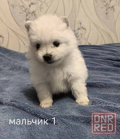 Белоснежные щенки померанского шпица. Донецк - изображение 1