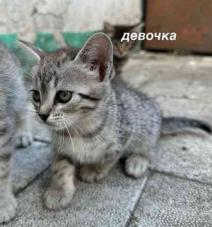 Отдам котят в хорошие руки Донецк