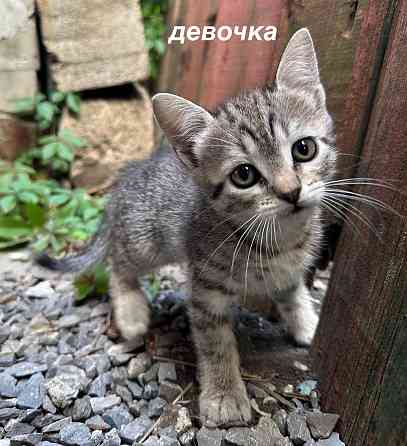 Отдам котят в хорошие руки Донецк