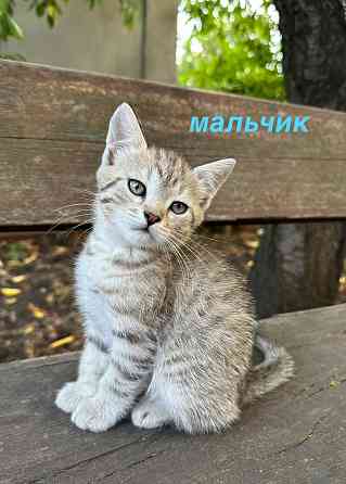 Отдам котят в хорошие руки Донецк