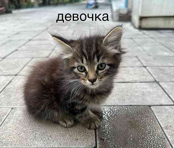 Отдам котят в хорошие руки Донецк