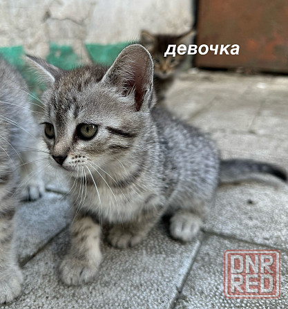 Отдам котят в хорошие руки Донецк - изображение 3