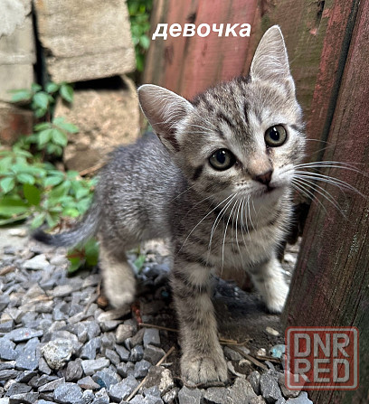 Отдам котят в хорошие руки Донецк - изображение 2