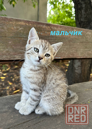 Отдам котят в хорошие руки Донецк - изображение 5