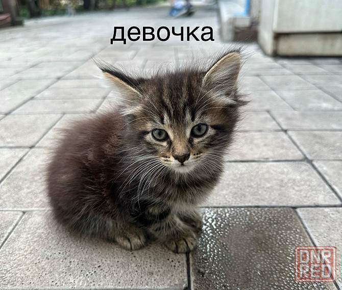 Отдам котят в хорошие руки Донецк - изображение 4