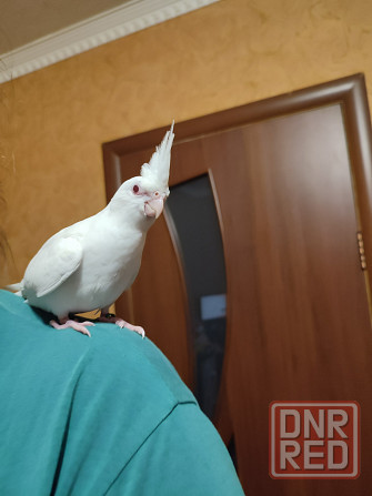 Белоснежные кореллы выкормыши, молодежь Донецк - изображение 3