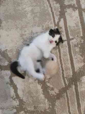Котёнок вислоухий Макеевка