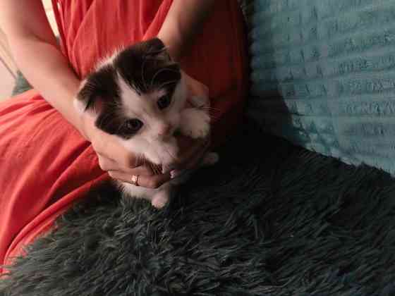 Котёнок вислоухий Макеевка