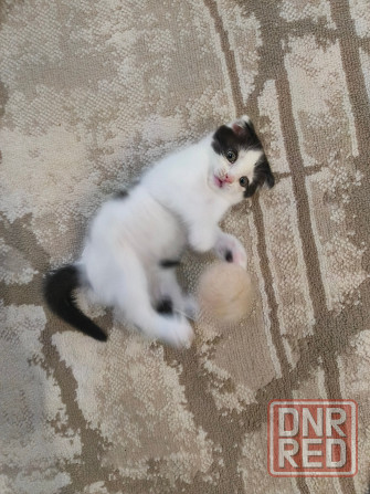 Котёнок вислоухий Макеевка - изображение 2