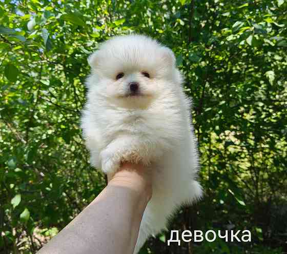 Белые щенки померанского шпица. Донецк