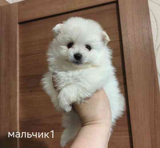 Белые щенки померанского шпица. Донецк