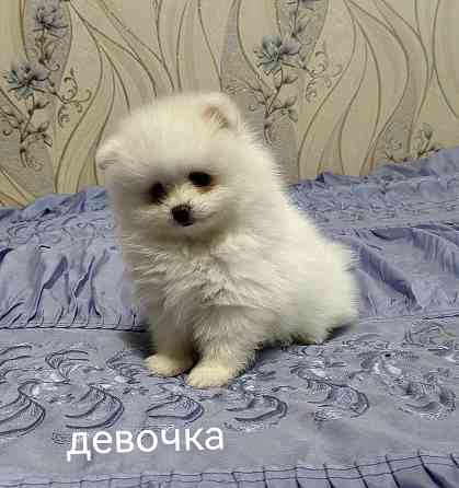 Белые щенки померанского шпица. Донецк