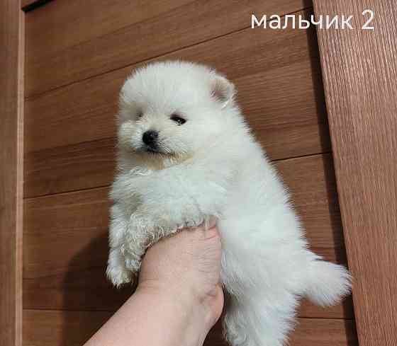 Белые щенки померанского шпица. Донецк
