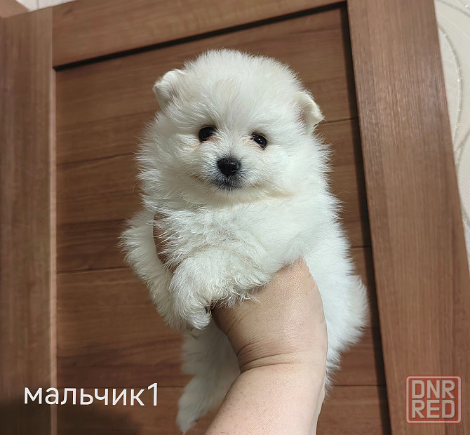 Белые щенки померанского шпица. Донецк - изображение 3