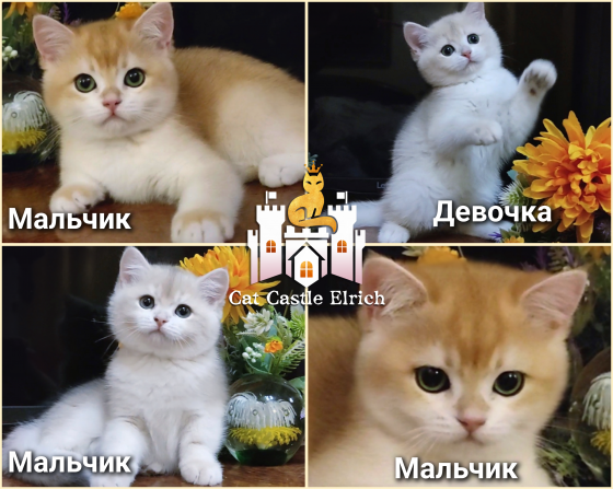 Шикарные британские котята золотая шиншилла Донецк