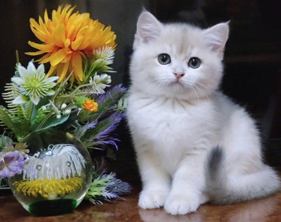 Шикарные британские котята золотая шиншилла Донецк