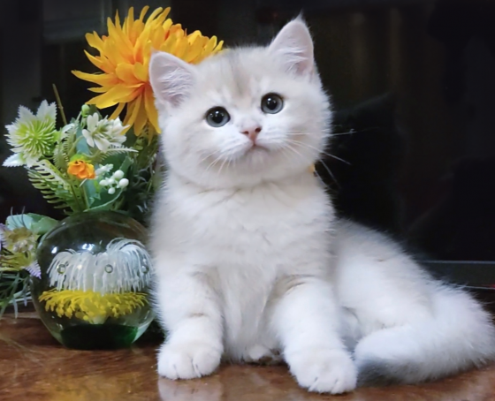 Шикарные британские котята золотая шиншилла Донецк