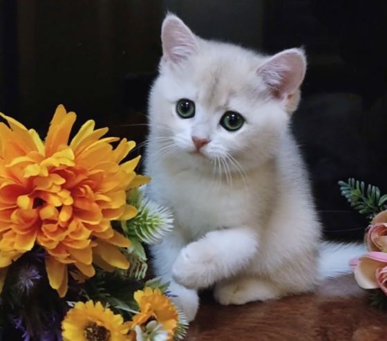 Шикарные британские котята золотая шиншилла Донецк