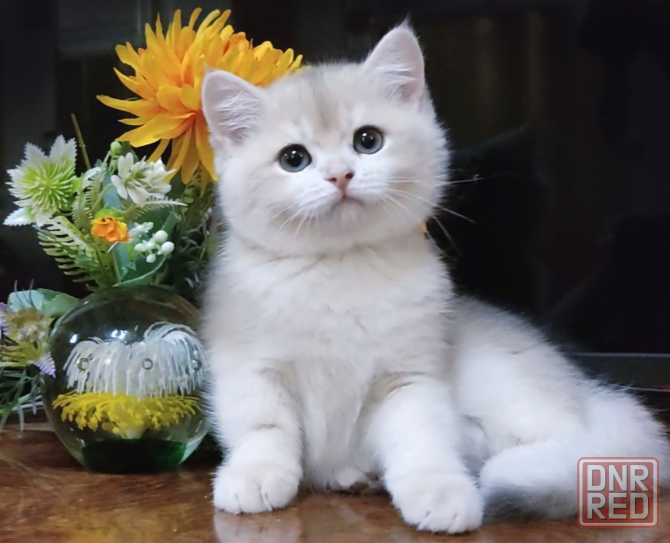 Шикарные британские котята золотая шиншилла Донецк - изображение 2