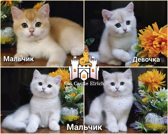 Элитные британские котята золотая шиншилла Луганск