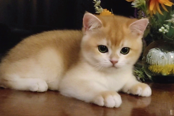 Шикарный британский котенок Донецк