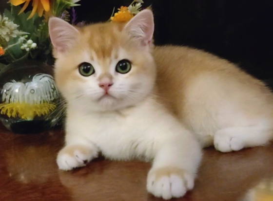 Шикарный британский котенок Донецк