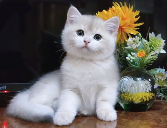Шикарный британский котенок голубое золото Донецк