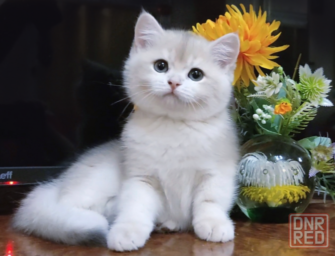 Шикарный британский котенок голубое золото Донецк - изображение 1