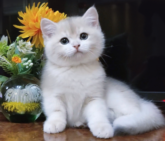 Уникальный котенок британец шиншилла Луганск