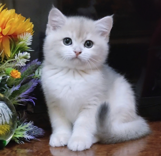 Уникальный котенок британец шиншилла Луганск