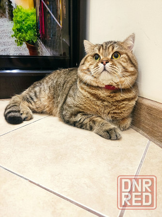 Котик Донецк Донецк - изображение 1