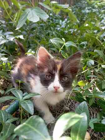 Котята подкидыши Енакиево