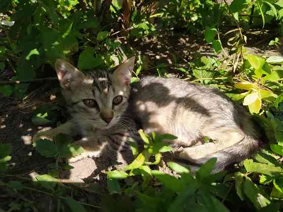 Котята подкидыши Енакиево