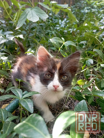 Котята подкидыши Енакиево - изображение 2