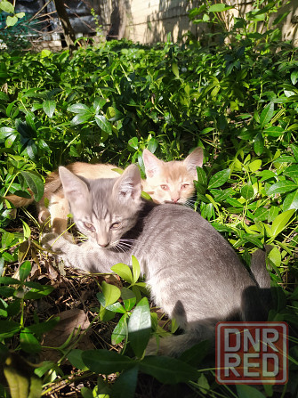 Котята подкидыши Енакиево - изображение 4