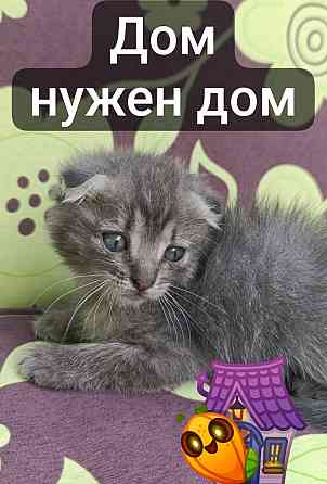 Вислоухая кошка Макеевка