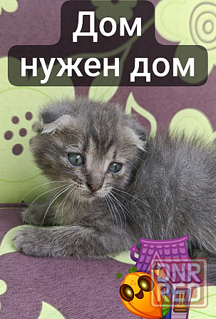 Вислоухая кошка Макеевка - изображение 1