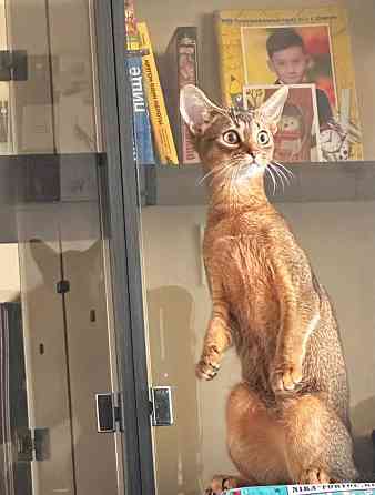 Котенок аббисинская Донецк