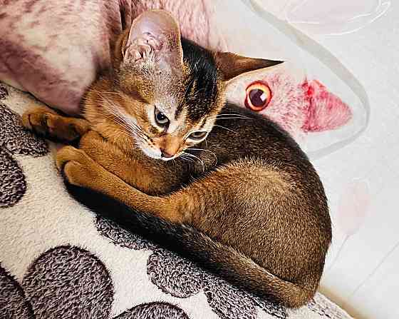Котенок аббисинская Донецк