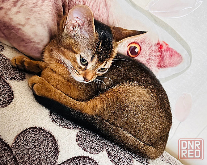 Котенок аббисинская Донецк - изображение 1